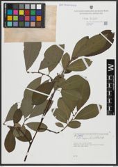 Foto von Salix appendiculata Vill.